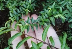 Vẻ đẹp lan phi điệp vàng