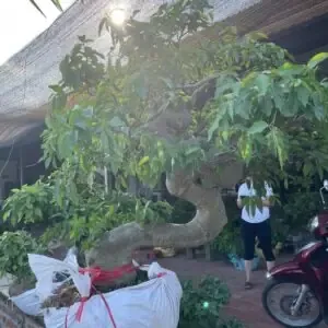 Chậu lan phi điệp vàng