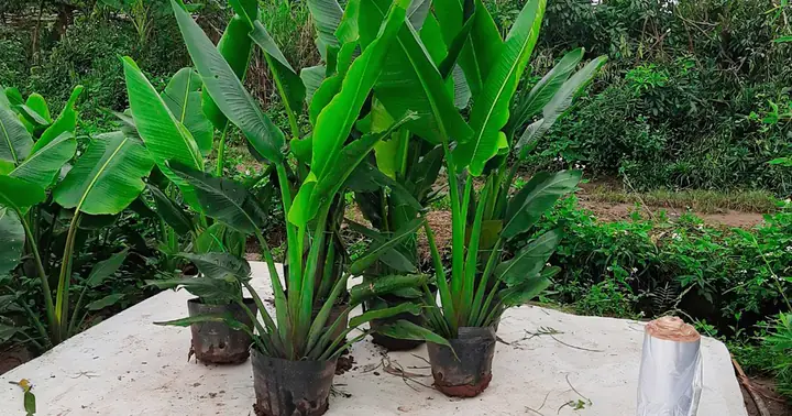 Cách Trồng Cây Ớt Trong Chậu: Hướng Dẫn Chi Tiết Từ A-Z Cho Người Mới Bắt Đầu