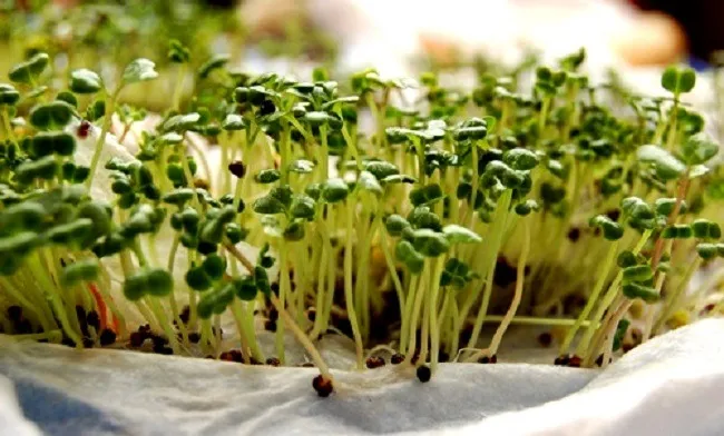 Cách trồng rau mầm bằng giấy ăn