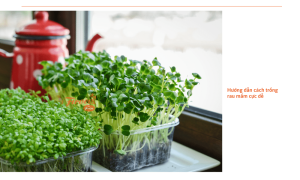 Cách trồng rau mầm bằng rổ tại nhà siêu đơn giản, ai cũng có thể thực hiện được