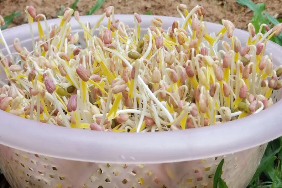 Thu hoạch rau mầm sau 5-7 ngày