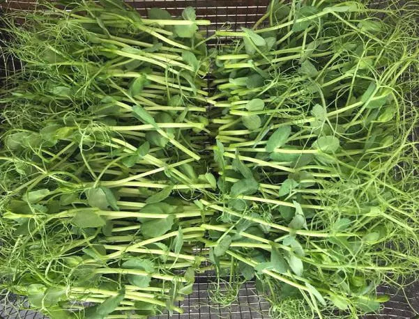 Khay mầm đậu Hà Lan sau 7 ngày, sẵn sàng thu hoạch với lá xanh mướt
