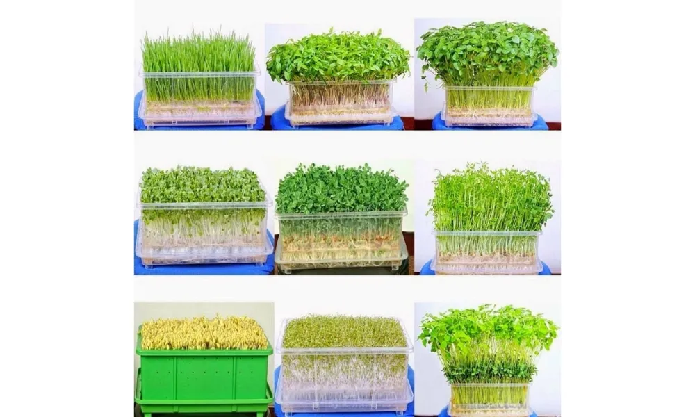 Cách trồng rau mầm bằng bông gòn