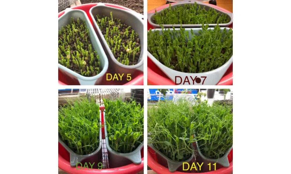 Mầm đậu hà lan trồng bằng viên đất nung