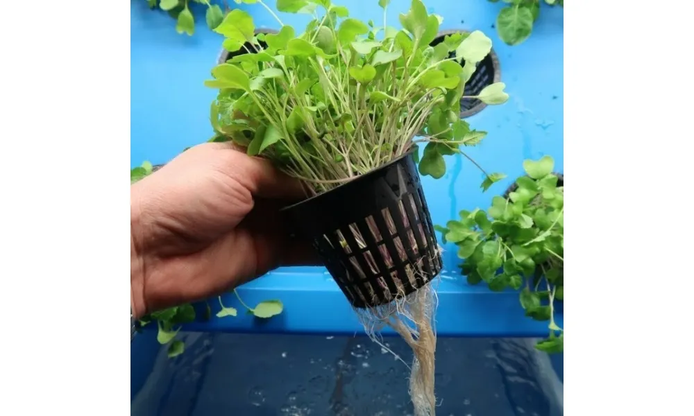 Cách trồng rau mầm sạch bằng phương pháp thủy canh