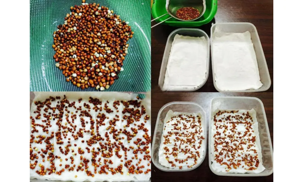 Cách trồng rau mầm bằng khăn giấy