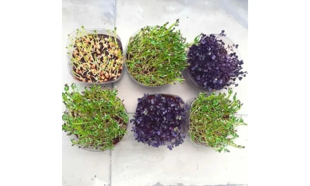 Một số loại rau mầm họ cải