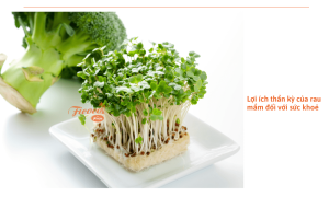 Cách trồng rau mầm thủy canh tại nhà, nhanh lớn, nhanh ra rau