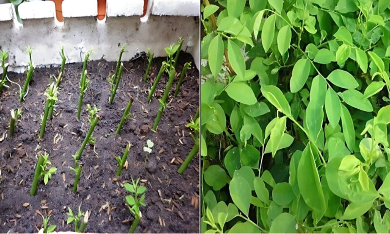 Hướng Dẫn Chi Tiết Cách Trồng Cây Rau Ngót Tại Nhà Hiệu Quả Nhất