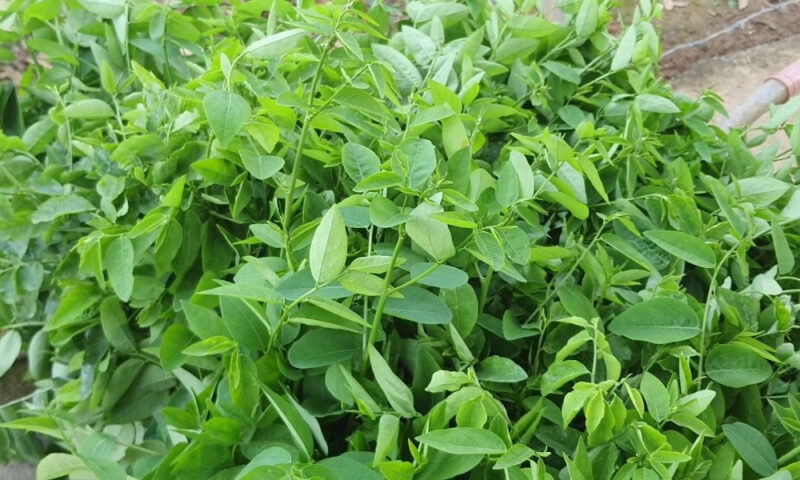 Hướng Dẫn Chi Tiết Cách Trồng Cây Rau Ngót Tại Nhà Hiệu Quả Nhất