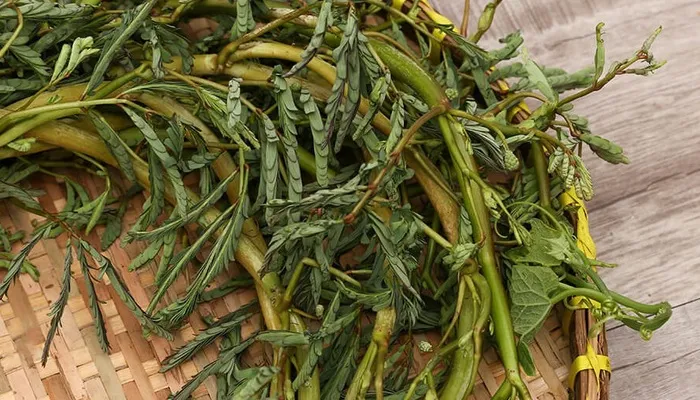 Quy trình trồng rau nhút từ cành giống