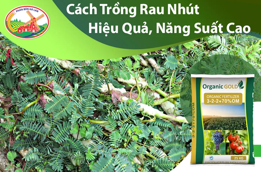 Trồng rau nhút trong thùng xốp tiết kiệm không gian