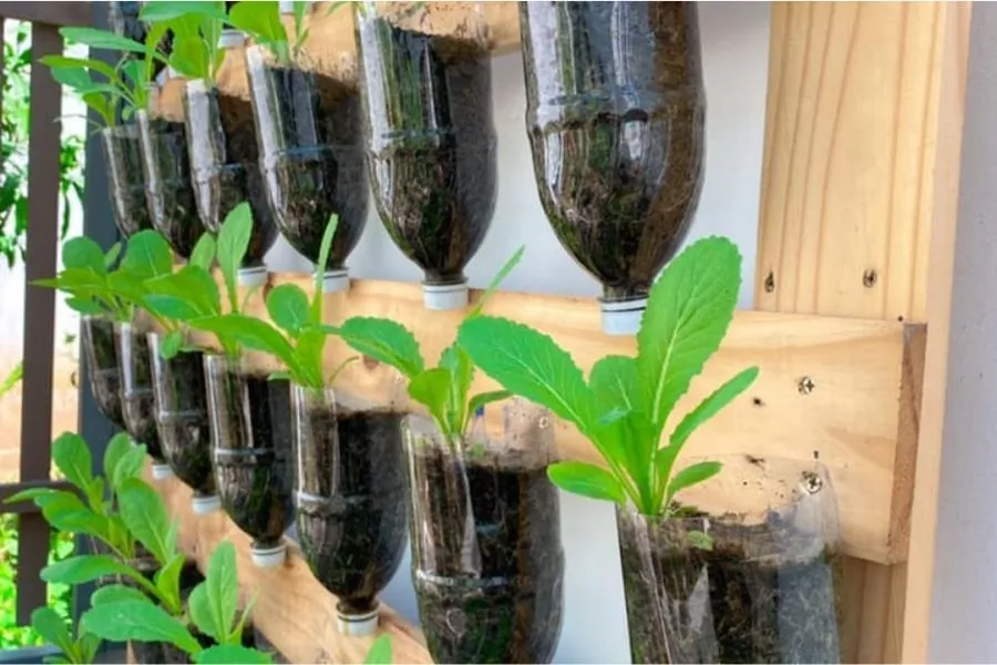 Kỹ thuật đục lỗ thoát nước khi trồng rau bằng chai nhựa