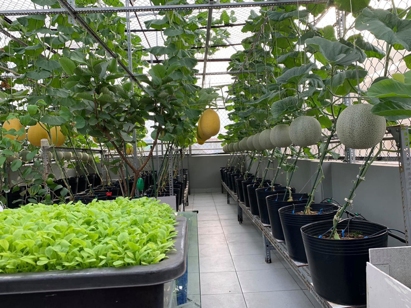 Hướng Dẫn Chi Tiết Cách Trồng Cây Dây Leo Trong Chậu Cho Ban Công và Sân Thượng