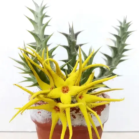 Xương Rồng Sao Biển - Đặc Điểm, Cách Trồng Và Chăm Sóc Cây