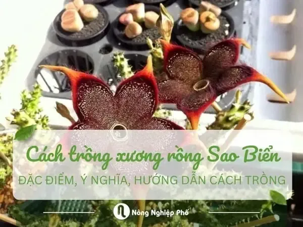 Đặc Điểm, Ý Nghĩa Và Cách Trồng Xương Rồng Sao Biển