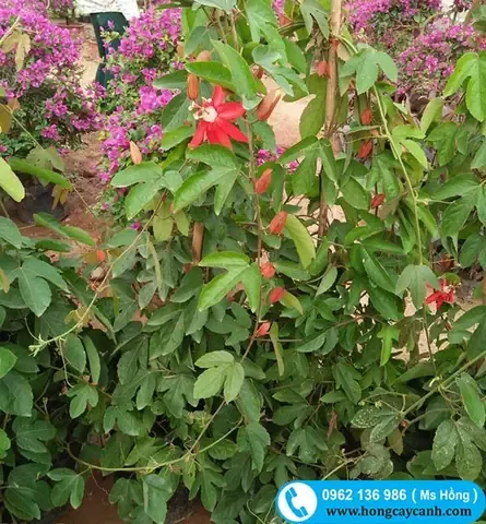 Cây Sao Biển Hoa Đỏ Trồng Leo Giàn Siêu Khỏe, Hoa Cho 4 Mùa