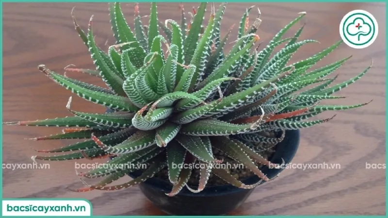 Dòng sen đá móng rồng với các sọc trắng đặc trưng trên nền lá xanh thẫm