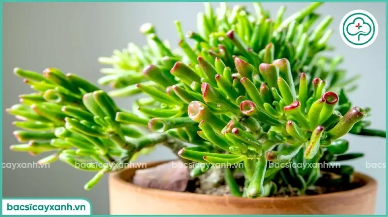 Cây sen đá ngọc bích có thân gỗ chắc chắn và lá bóng mượt