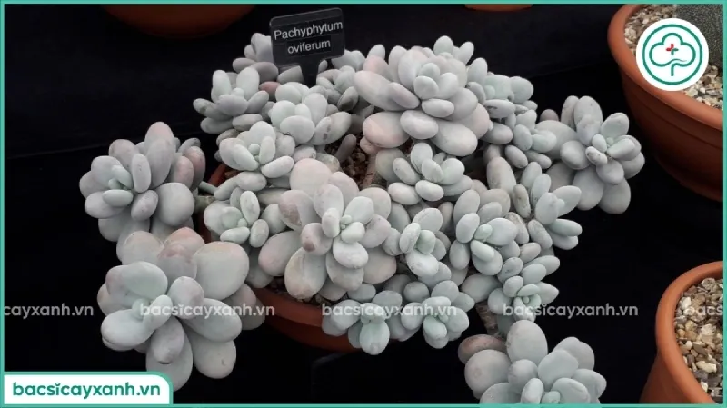 Những chiếc lá tròn mọng nước của sen đá kim cương tạo cảm giác căng tràn sức sống