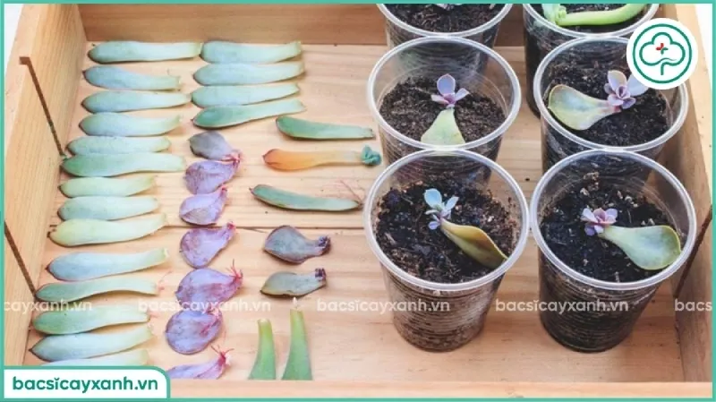 Quá trình hình thành rễ và cây con mới từ những chiếc lá đơn lẻ