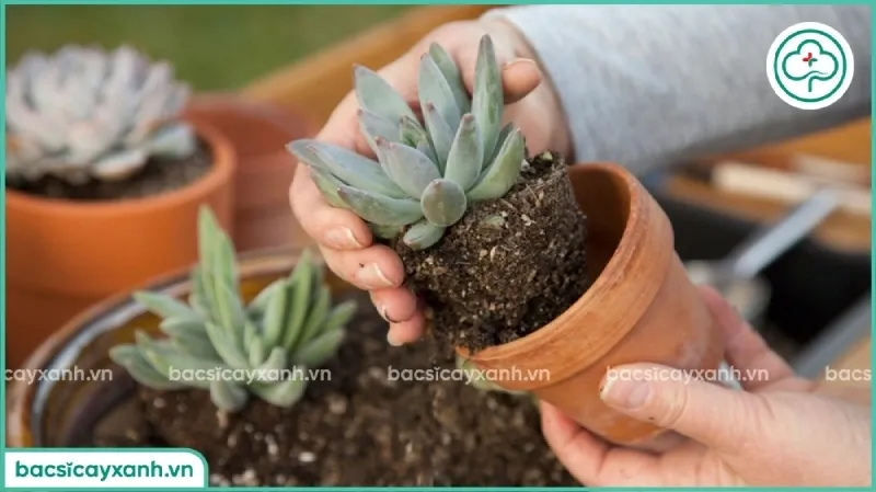 Sơ đồ minh họa quy trình thay chậu và xử lý rễ cho sen đá