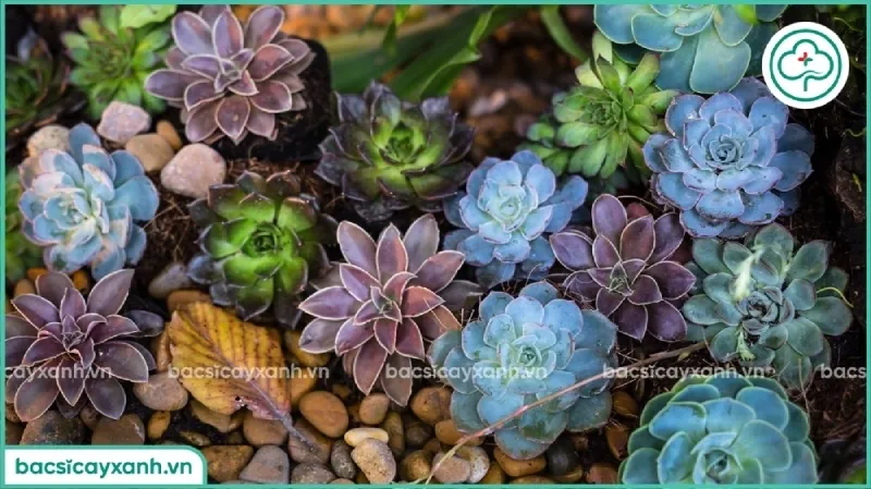 Sử dụng bình vòi dài để tưới trực tiếp vào gốc cây, tránh làm ướt lá