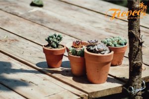 CÁCH TRỒNG SEN ĐÁ BẰNG ĐÁ PERLITE