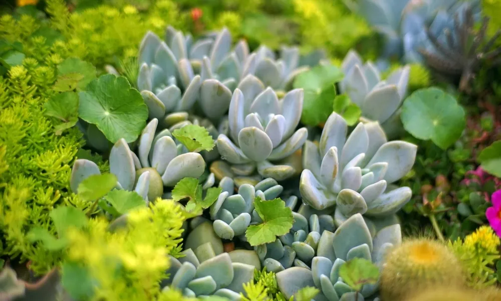 Sen đá các loại