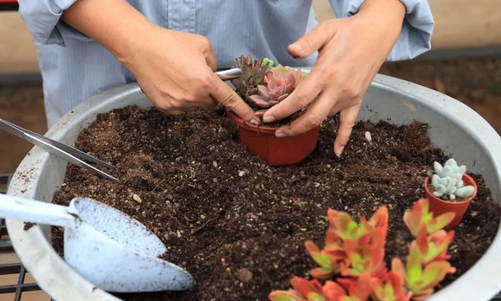 Thành phần lý tưởng và công thức trộn đất trồng sen đá