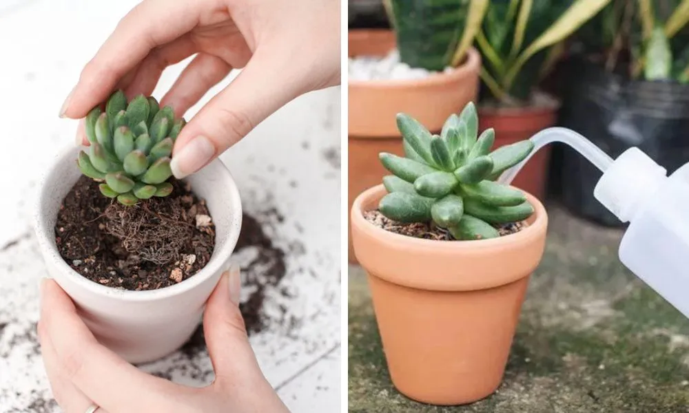 Cách trồng sen đá từ cây con