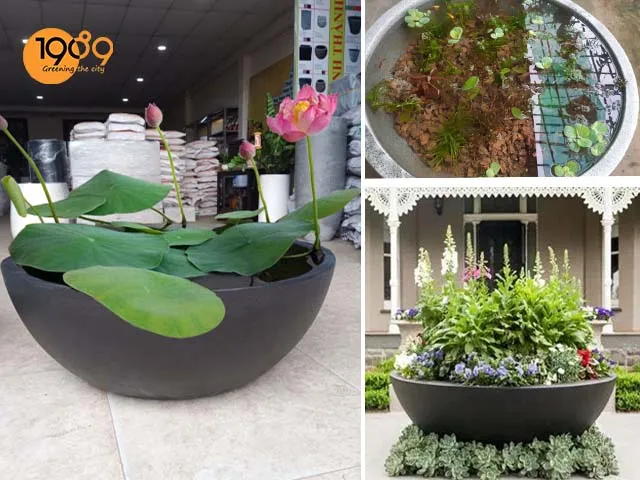 Chi tiết miệng chậu Lotus trồng súng và nuôi cá