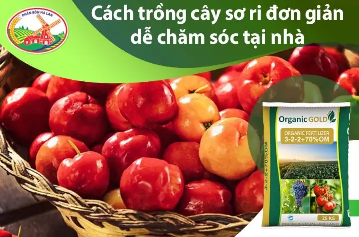 Hướng Dẫn Chi Tiết: Cách Trồng Cây Cherry Thơm Ngon, Năng Suất Cao Tại Nhà