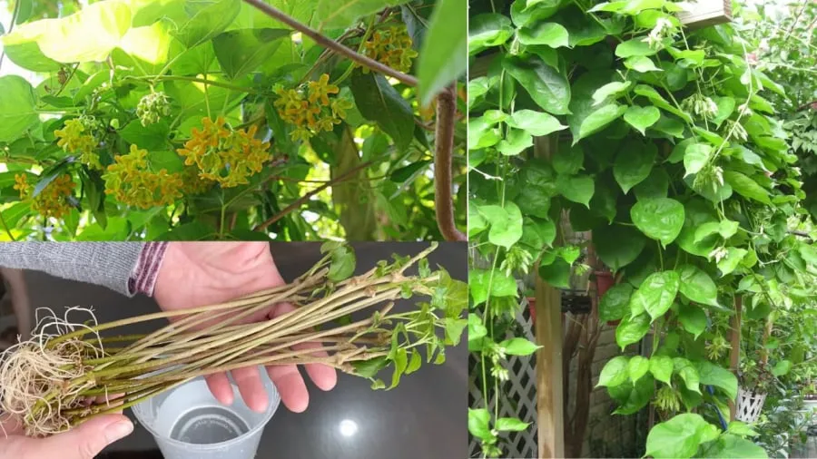 Thiên lý là loại cây rất dễ nhân giống