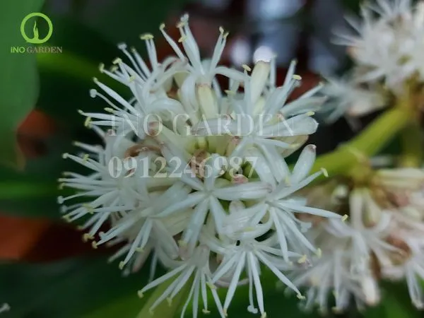 Cây thiết mộc lan gốc to trưởng thành