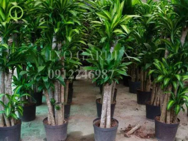 Thiết mộc lan gốc to trong chậu gốm