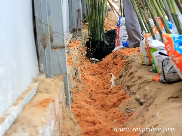 Cách trồng trúc cần câu