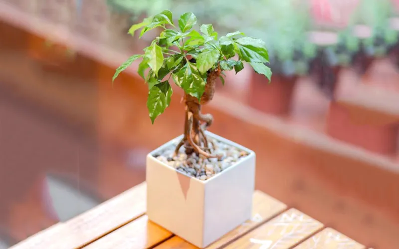 Cây hạnh phúc là loài cây đa năng khi vừa dùng để trang trí vừa có khả năng thanh lọc không khí cực tốt