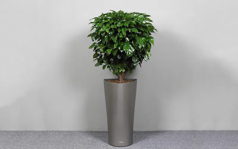 Cây hạnh phúc không kén chọn người trồng và có thể thích nghi tốt với nhiều điều kiện ánh sáng khác nhau