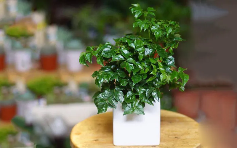 Chăm sóc cây hạnh phúc đúng cách bao gồm việc kiểm soát lượng nước tưới để tránh gây thối rễ