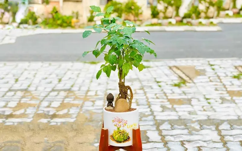 Mức giá của cây hạnh phúc rất đa dạng và phù hợp với túi tiền của đại đa số người yêu cây cảnh hiện nay