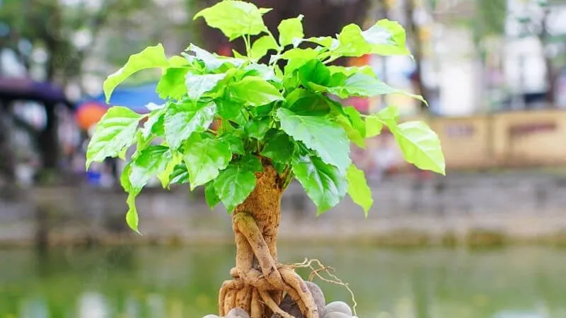 Đặt cây hạnh phúc tại những góc nhà giúp tạo điểm nhấn xanh mát và mang lại cảm giác thư thái cho gia chủ