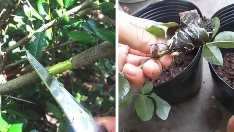 Nhân giống bằng cách chiết cành giúp cây hạnh phúc con giữ được hoàn toàn đặc tính tốt từ cây mẹ