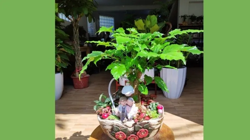 Cây hạnh phúc để bàn nhỏ gọn rất phù hợp để trang trí bàn làm việc giúp giảm căng thẳng hiệu quả