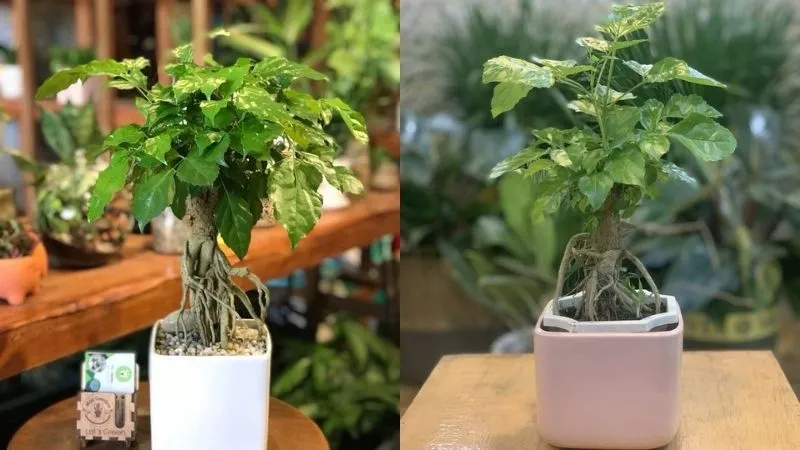 Những mẫu cây hạnh phúc mini để bàn mang lại vẻ đẹp tinh tế và sự may mắn cho góc làm việc cá nhân