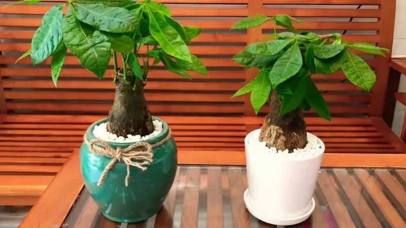 Chậu cây hạnh phúc dáng tròn tạo cảm giác đầy đặn và hài hòa rất phù hợp cho không gian phòng khách