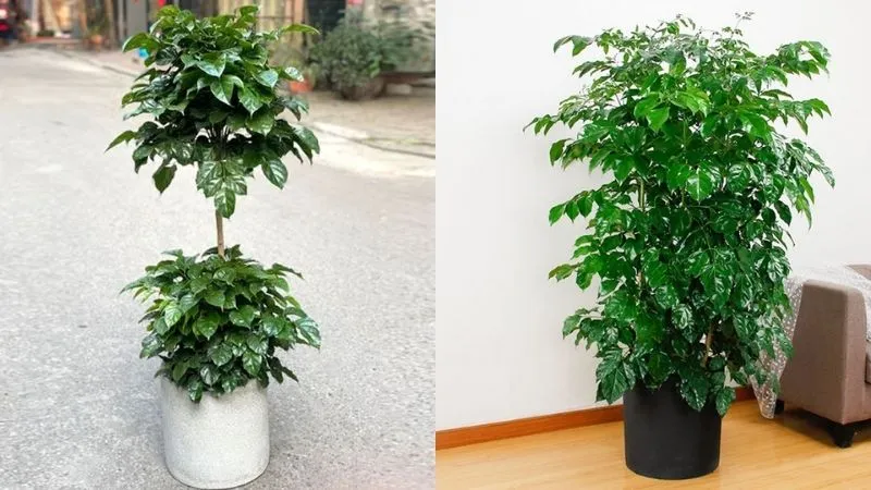 Lựa chọn chậu cao giúp cây hạnh phúc thêm phần uy nghiêm và phù hợp với các góc chết trong ngôi nhà