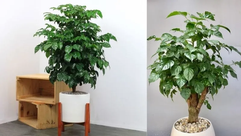 Cây hạnh phúc giúp biến đổi không gian sống trở nên tươi mát và tràn đầy sinh khí thiên nhiên