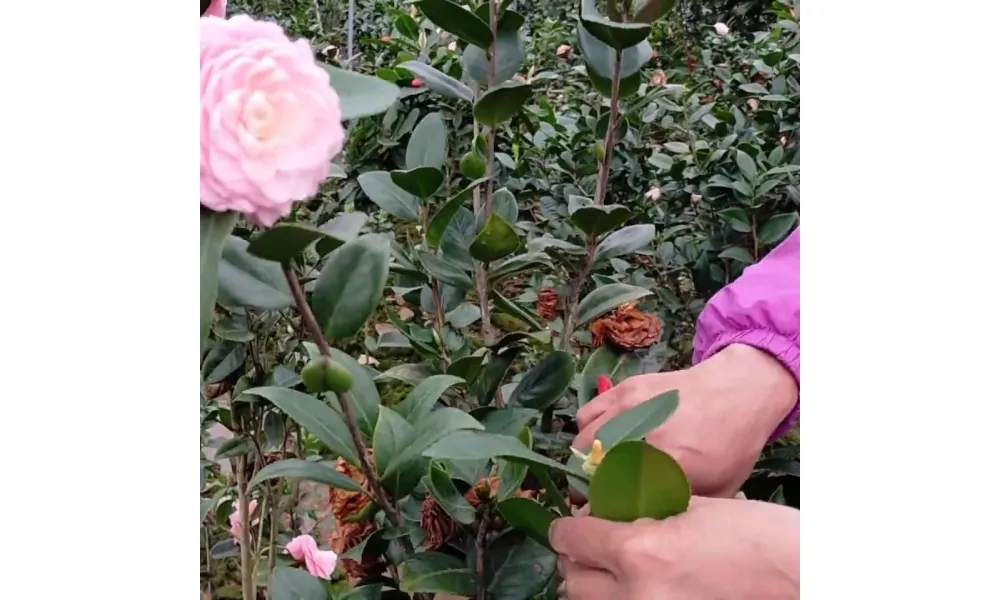 Nên cắt tỉa hoa trà thường xuyên